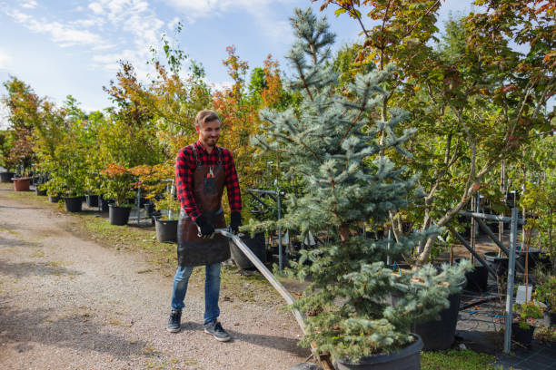 Best Tree Stump Removal  in Grace, ID